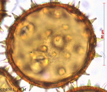 Lagunaria patersonii - lame n° 29372